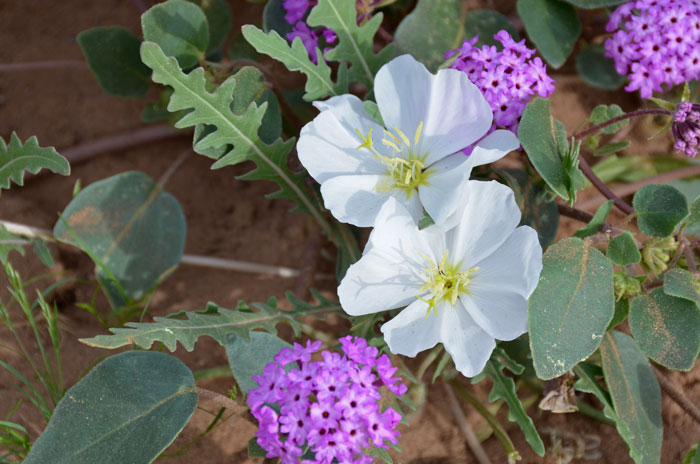 Oenothera deltoides, Dune Evening Primrose